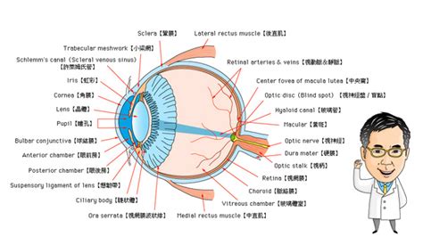 各種眼睛|10秒認識眼球構造